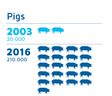 Pig Farms